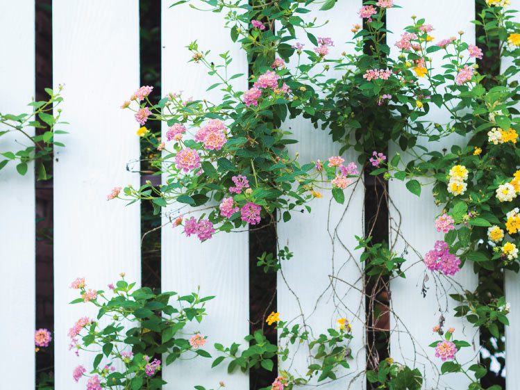 รั้วระแนงไม้ ระแนงบังตา เลือกตีระแนงแบบไหนดี 02