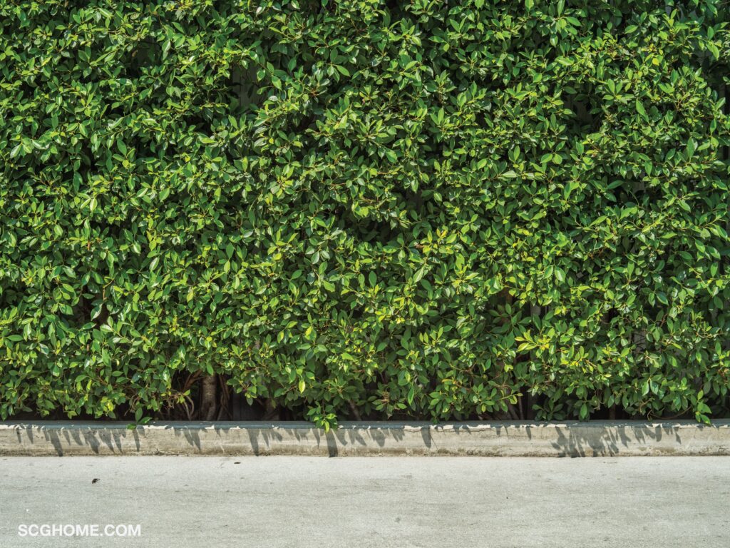 ภาพ: รั้วต้นไม้สีเขียวสดใส สบายตา ช่วยตกแต่งบรรยากาศให้บ้านดูร่มรื่น