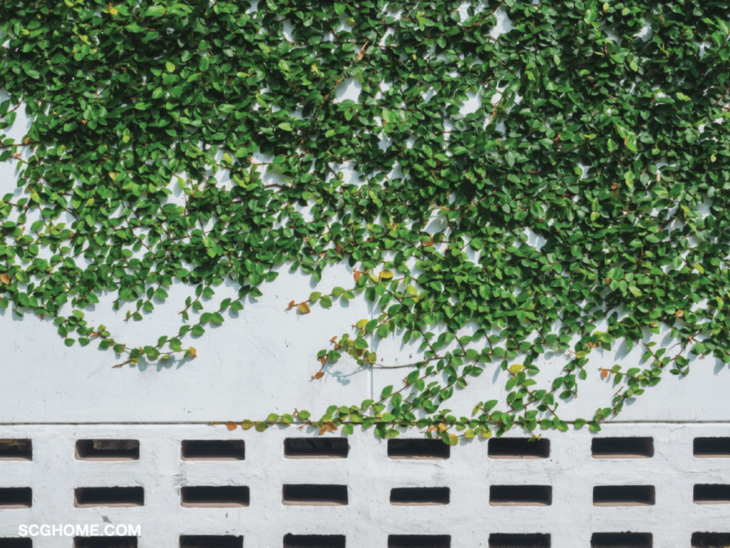 ภาพ: รั้วปูนเปลี่ยนเป็นรั้วต้นไม้ด้วยการปลูกต้นตีนตุ๊กแก