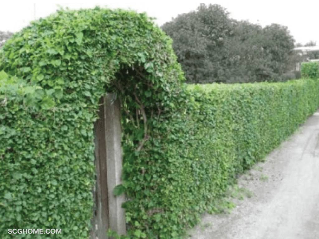 ภาพ: รั้วต้นไม้ตัดตกแต่งสวยงาม ช่วยป้องกันแสงแดดและฝุ่นละออง